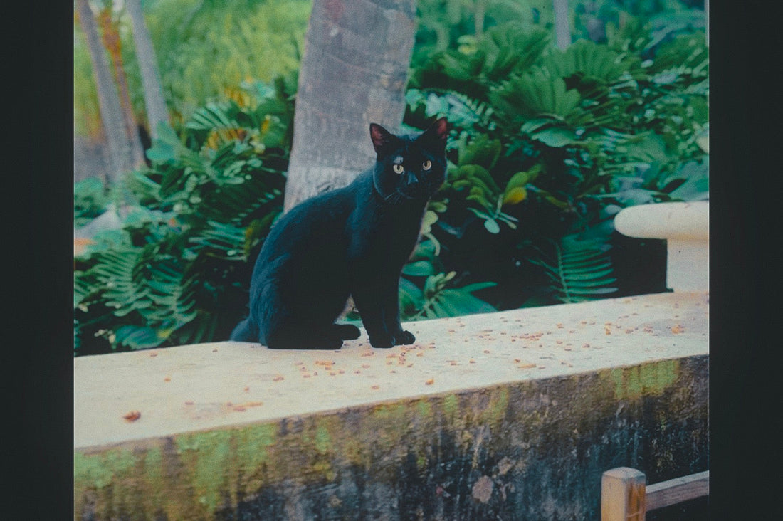 The history of black cats, from a black cat